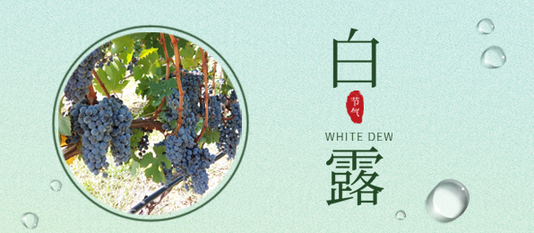 白露 ▎葡園循風(fēng)，奔赴一場秋色