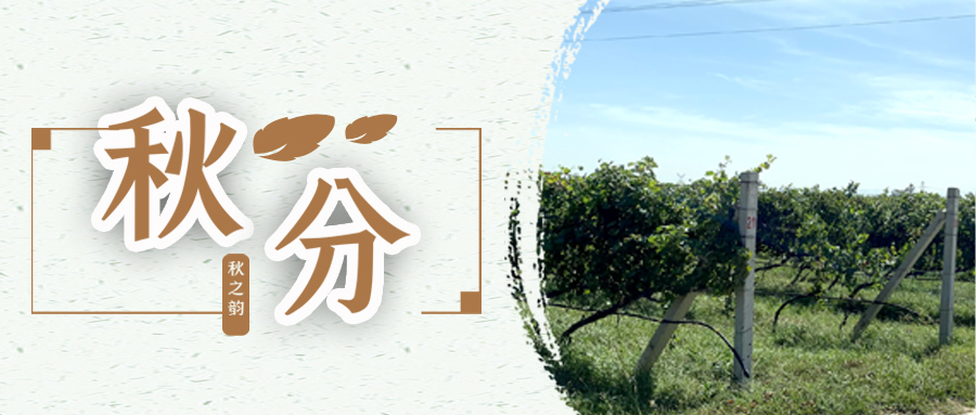 秋分 ▎秋分載萬物，葡園話豐收