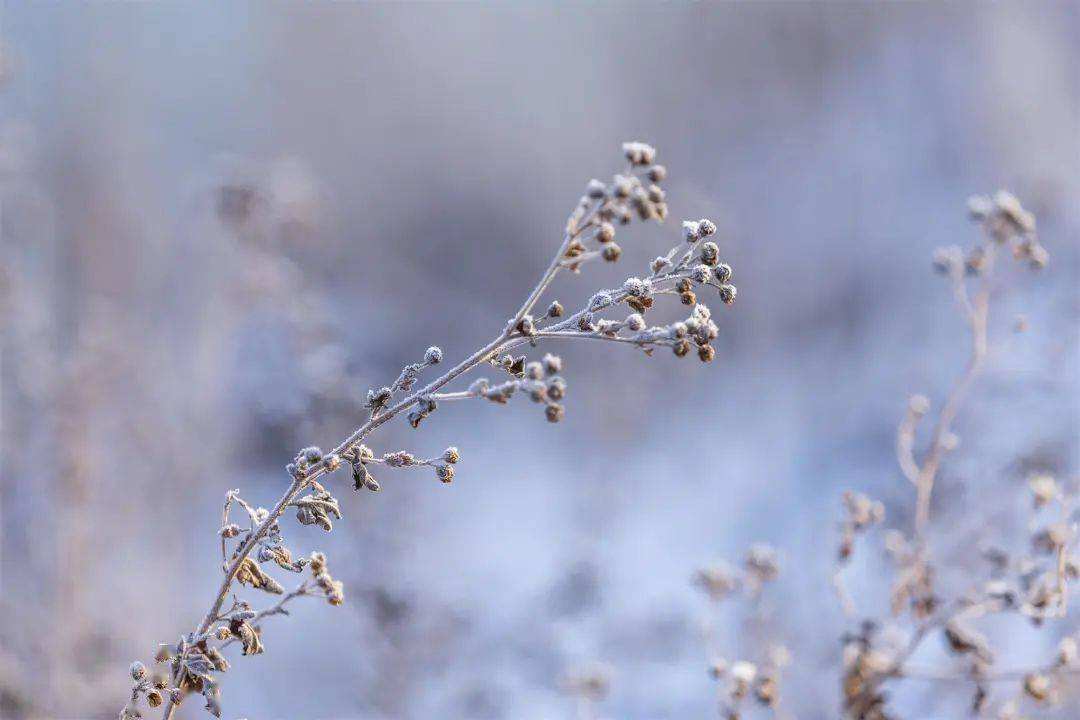 小雪 ▎冬藏萬物，歲月沉香